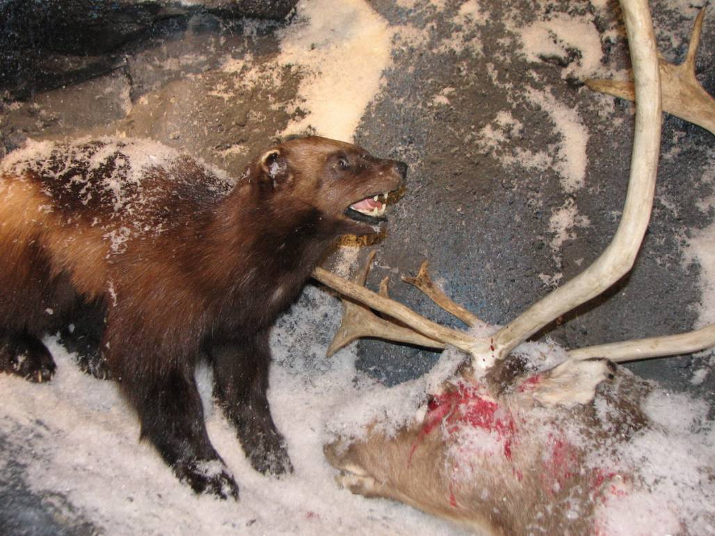 A GOOD COLD MEAL
