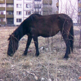 Превозно средство в Студенски град