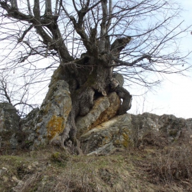 борбата с камъка