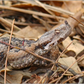 Пепелянка (Vipera ammodytes)  - и тя се събуди