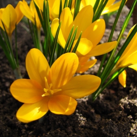 Crocus flavus, Iridaceae