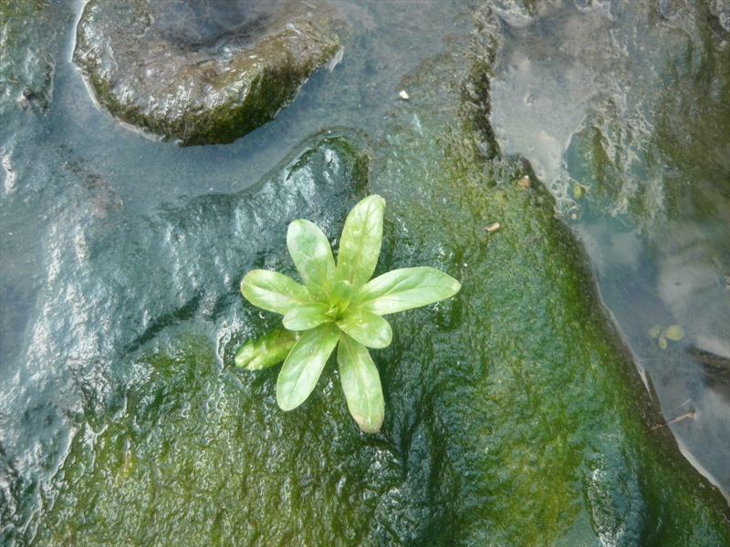 Морска градина,Варна