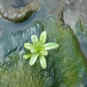 Морска градина,Варна