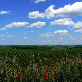 Русенско