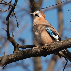 Сойка - Garrulus glandarius.