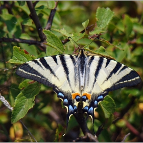 Лястовичата опашка (Iphiclides podalirius) - архивно от миналата пролет