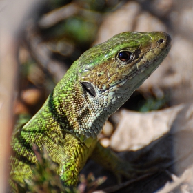 Зелен гущер - Lacerta viridis.