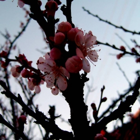 blossoming tree