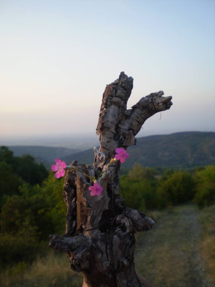 Rozovichko