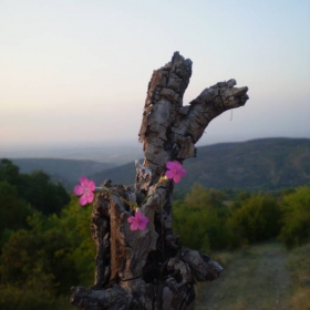 Rozovichko