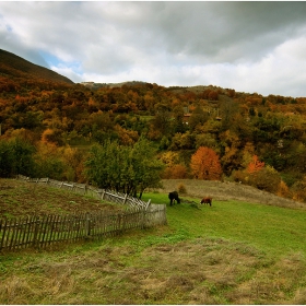 Закътани в златна гора