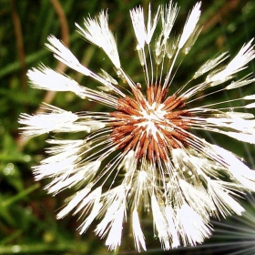 Dandelion