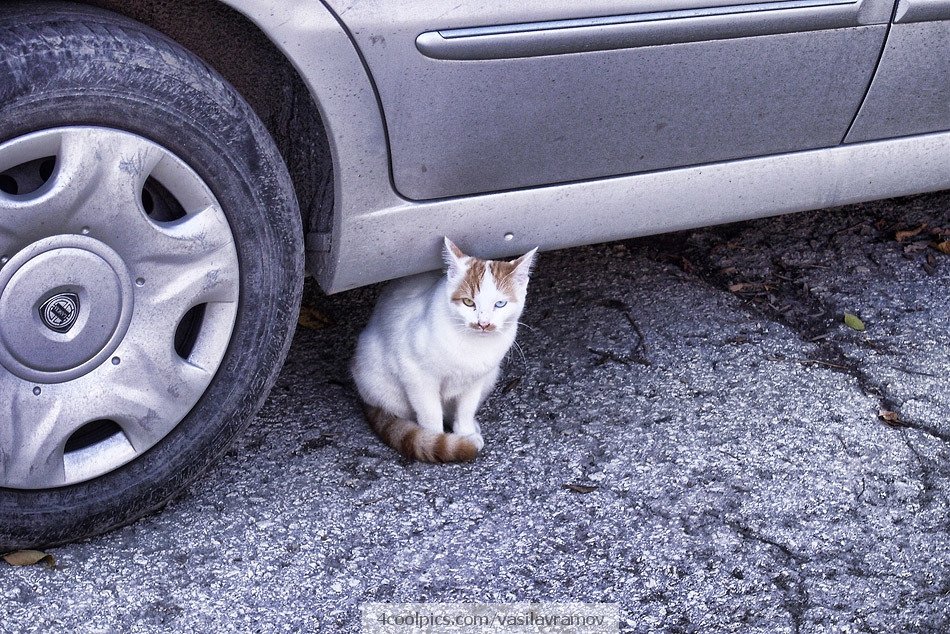Котка