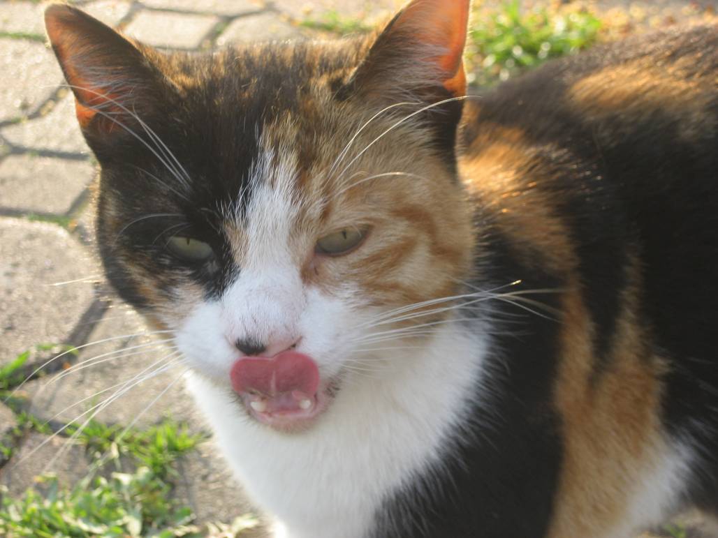 котка