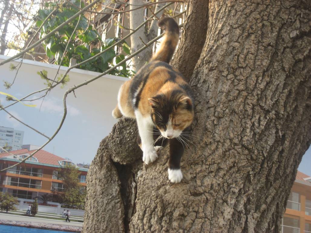 котка