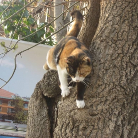 котка