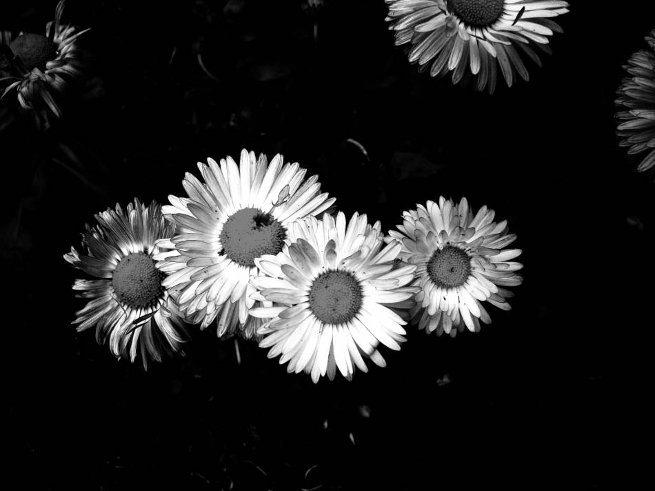 floriculture.