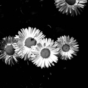 floriculture.