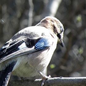 Magpie