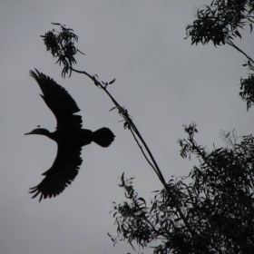 cormoran  in flight