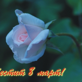 Честит празник на всички жени!