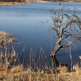 Изсъхнало във водата