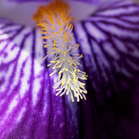 Макро  -  Macro