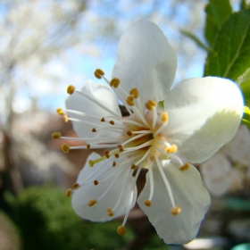 White Flower