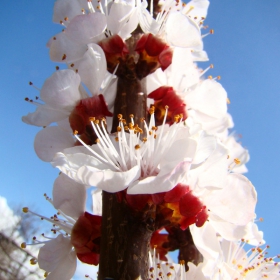 White & Red