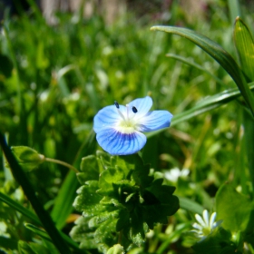 Blue Flower