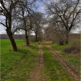 Към Батишненската гора