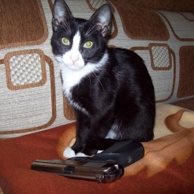 The Cat with The Gun