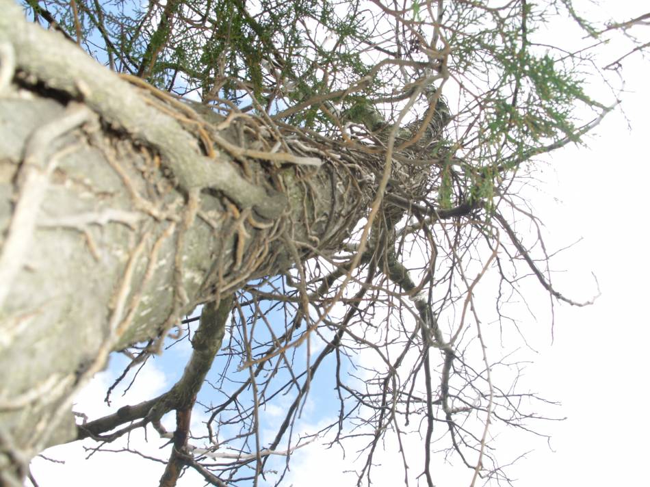 the tree of corps