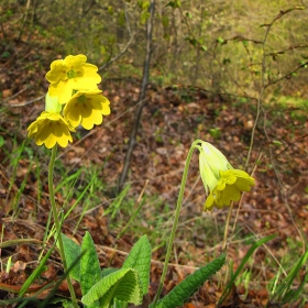 Жълта иглика (Primula officinalis)