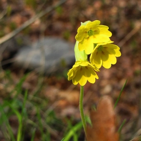 Жълта иглика (Primula officinalis) 2