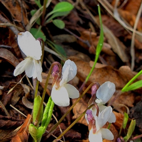 Бяла теменужка (White violet)