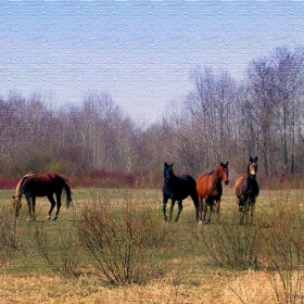 Wild horses