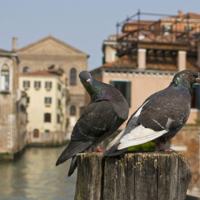 Venice Pigeons