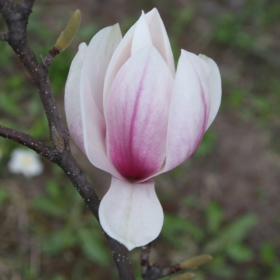 Magnolia I