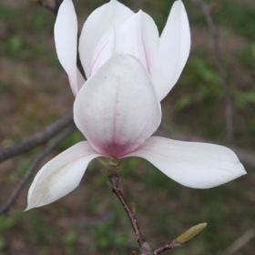 Magnolia II