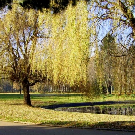 В парка