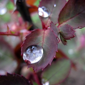 Rain drops