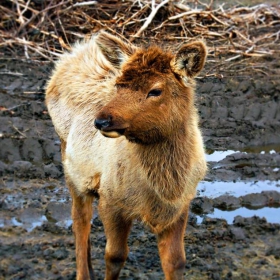 Alaska deer