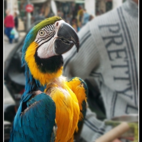 Greece parrot