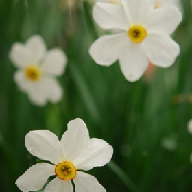 Narcissus