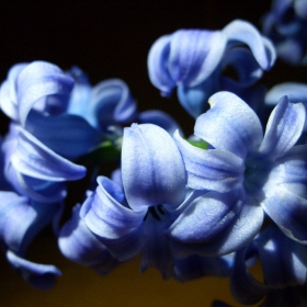 Hyacinth