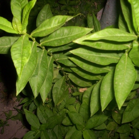 Green Stars at Night