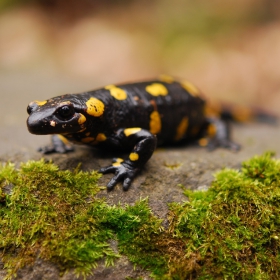 Salamandra salamandra    http://en.fotolia.com/id/22076736