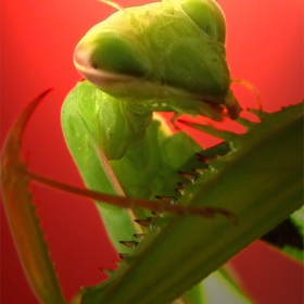 Mantis religioza