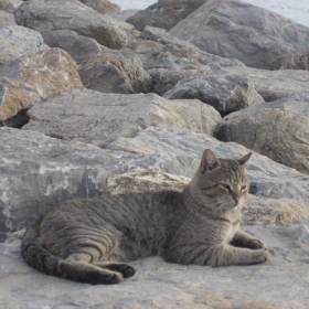 котка сьс самочуствието на  морски вьлк